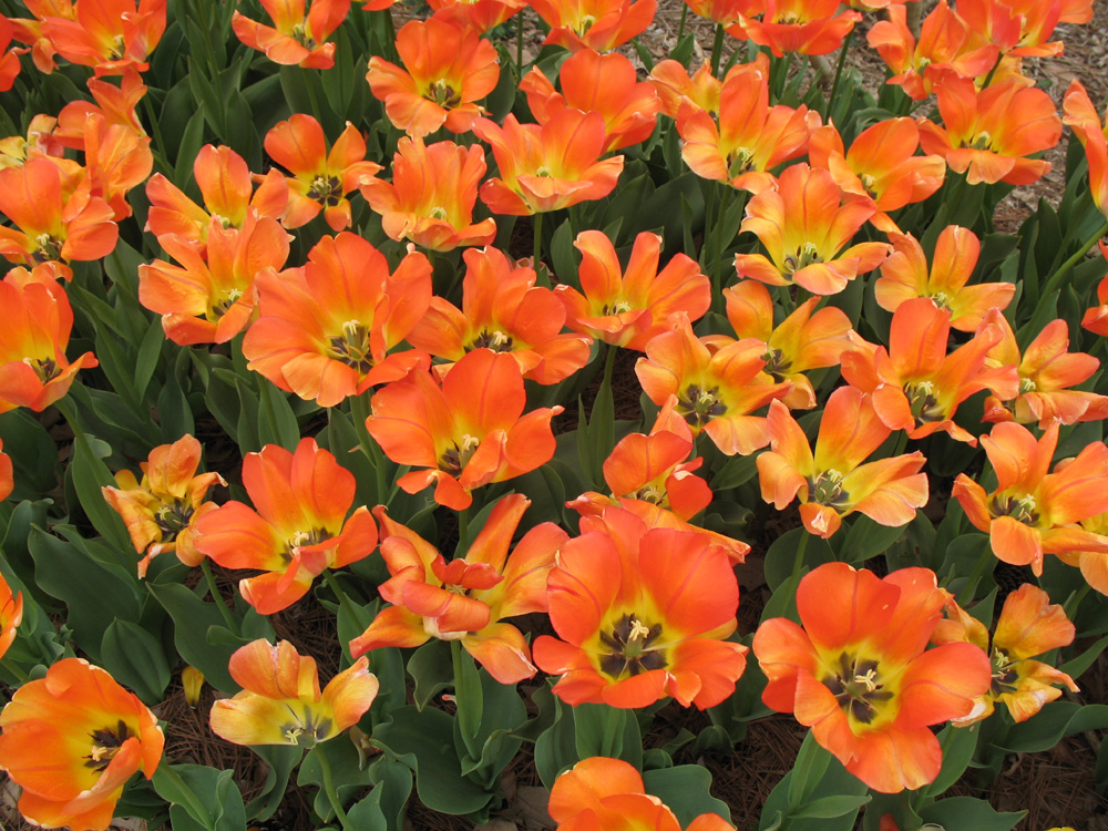 Online Plant Guide Tulipa 'Hamilton'